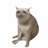 KRW-CASHCAT icon